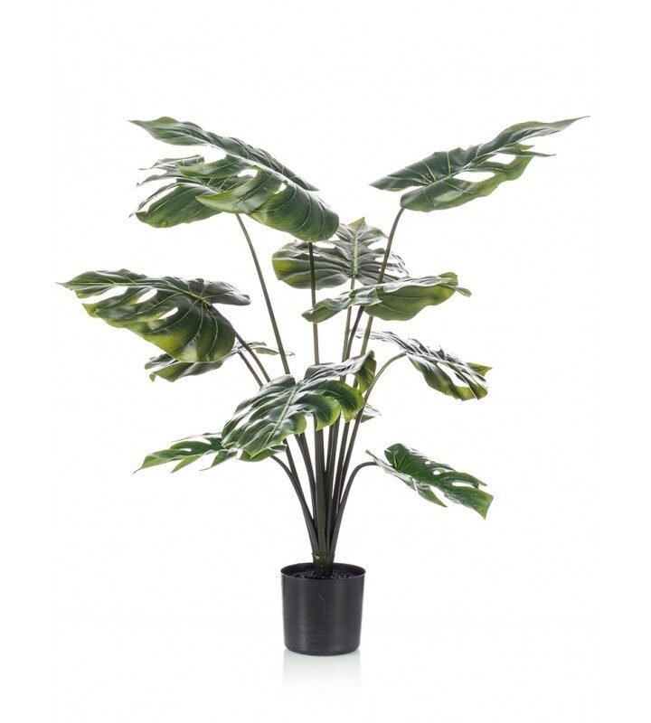 Planta MONSTERA