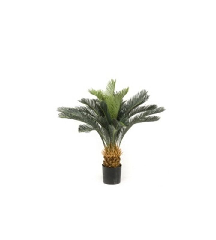 Árbol PALMERA CYCA BASIC