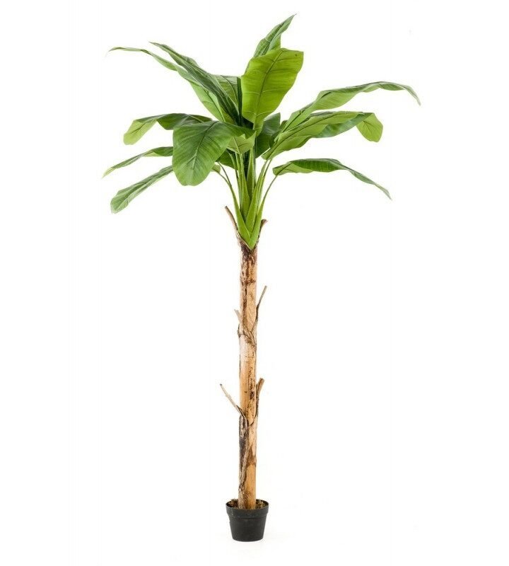 Árbol PLATANERO
