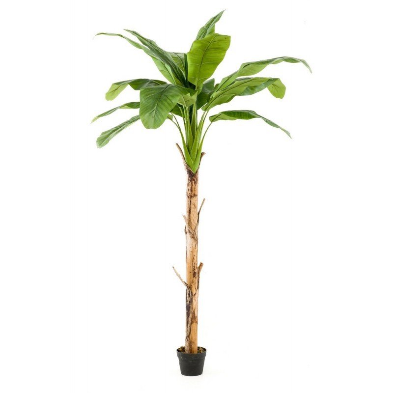 Árbol PLATANERO