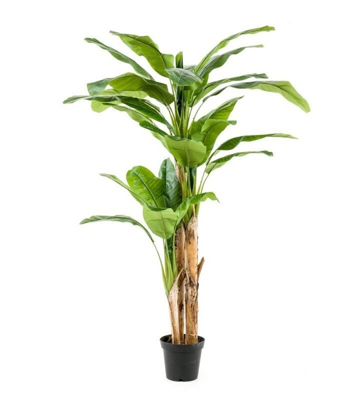 Árbol PLATANERO MULTITRONCO