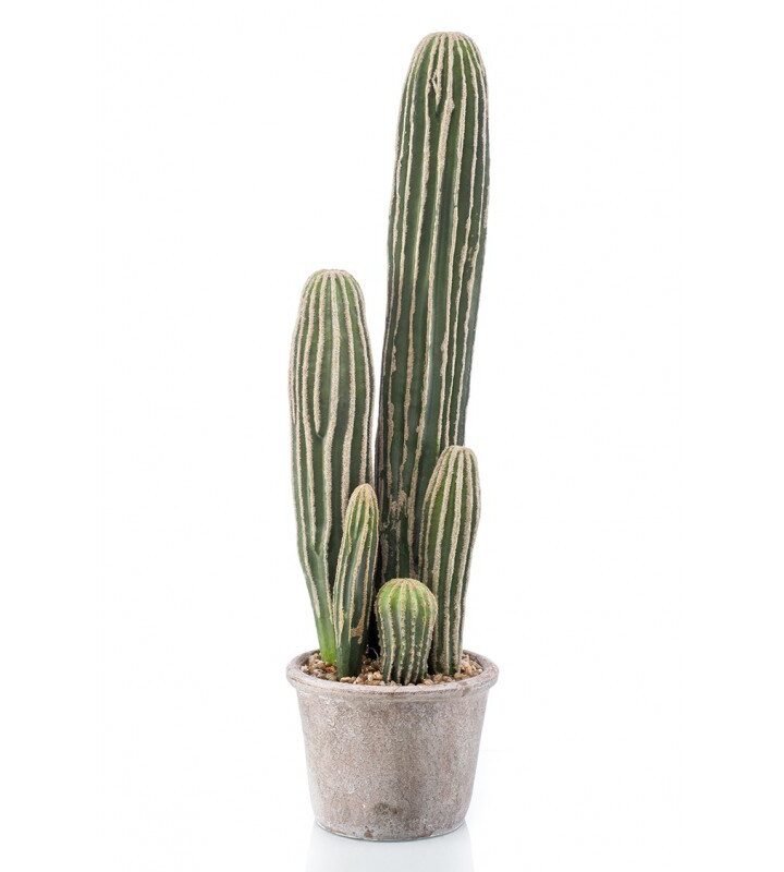 Cactus SAN PEDRO