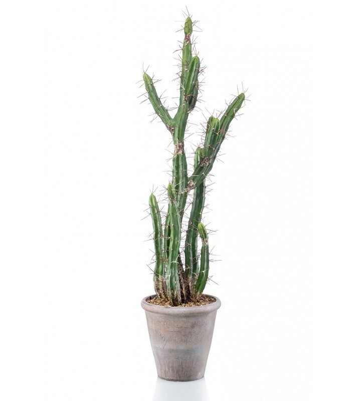 Cactus STETSONIA