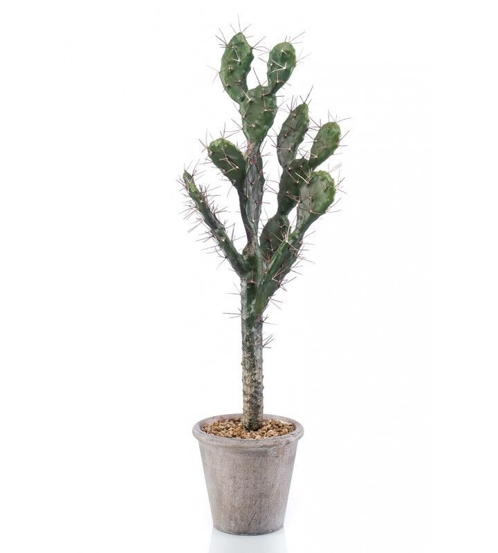Cactus SABRA