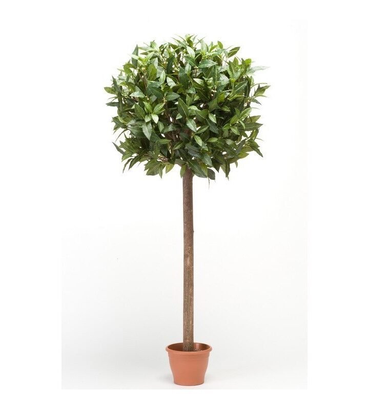 Árbol LAUREL ESFERA