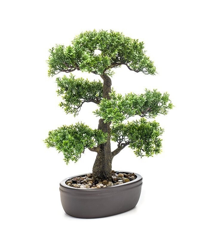 Bonsái FICUS