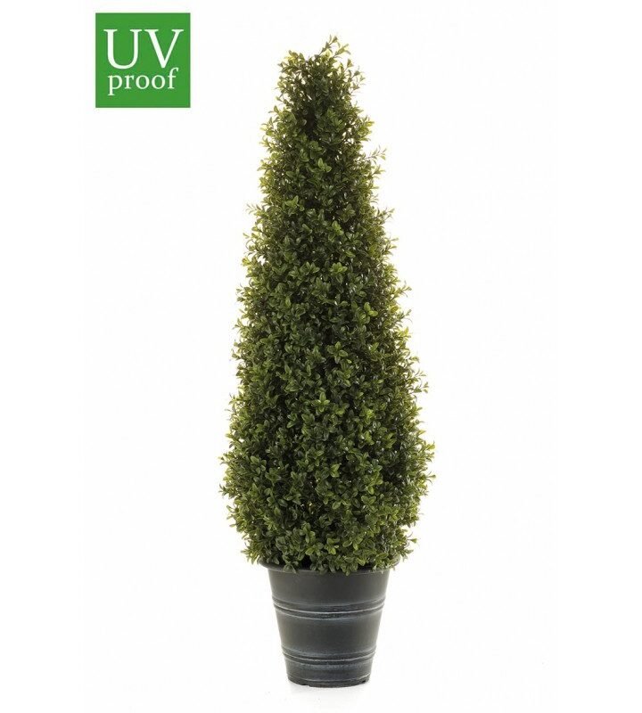 Árbol BOJ CONO