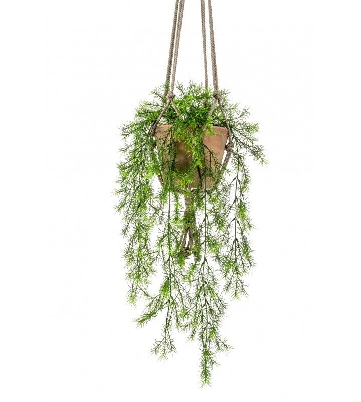 Decorativa Techo ASPARAGUS SPRENGERI (3 uds)