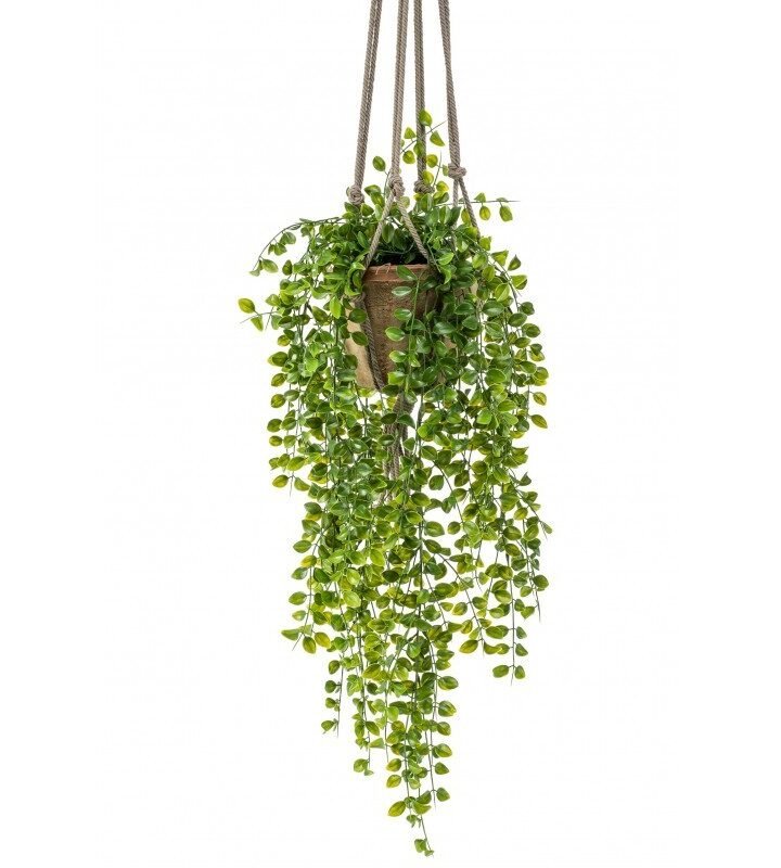 Decorativa Techo FICUS PUMILA (3 dus)