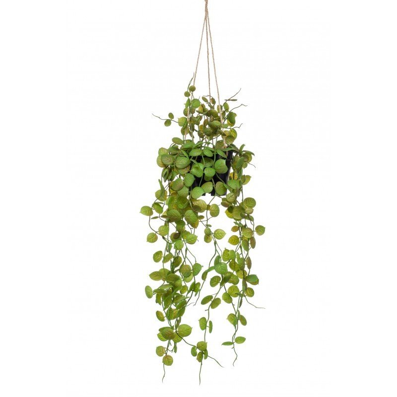 Decorativa Techo CEROPEGIA (6 uds)
