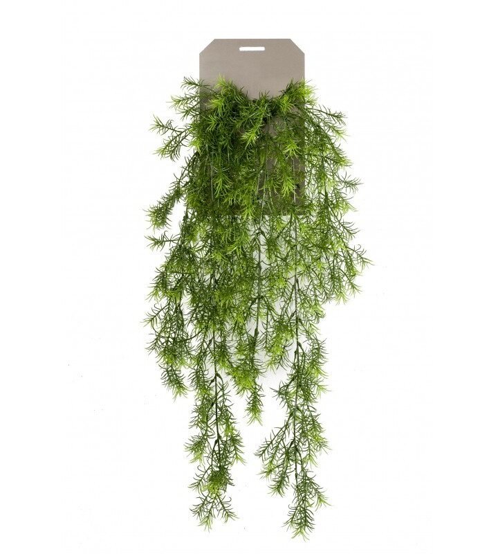 Planta Colgante ASPARAGUS SPRENGERI