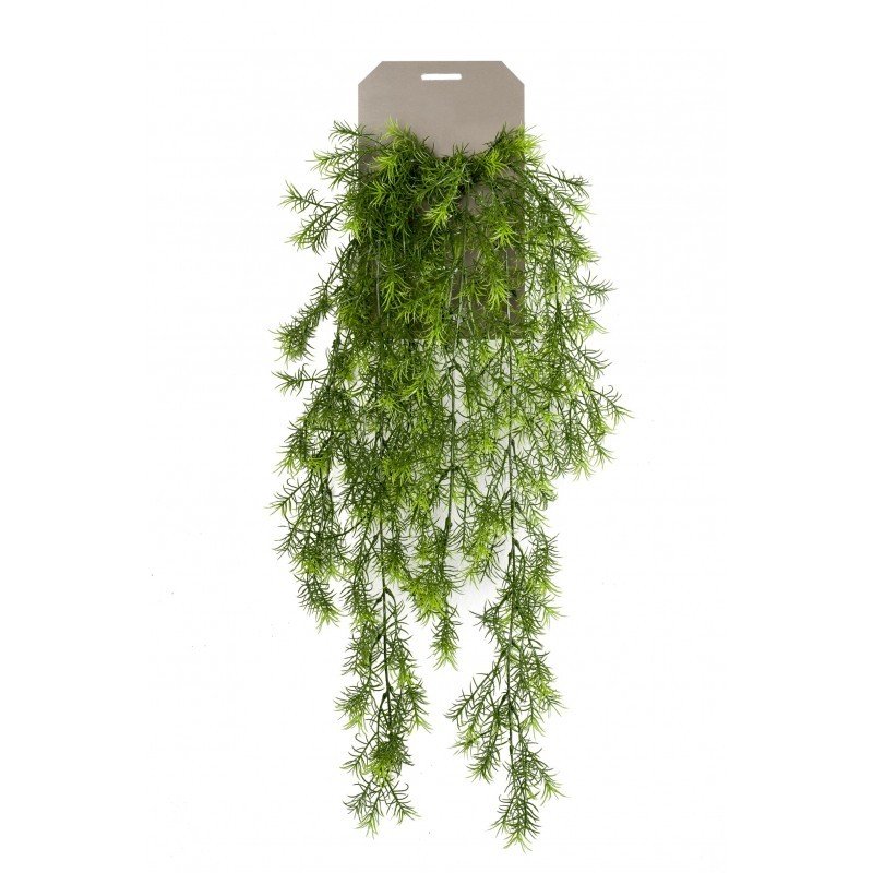 Planta Colgante ASPARAGUS SPRENGERI