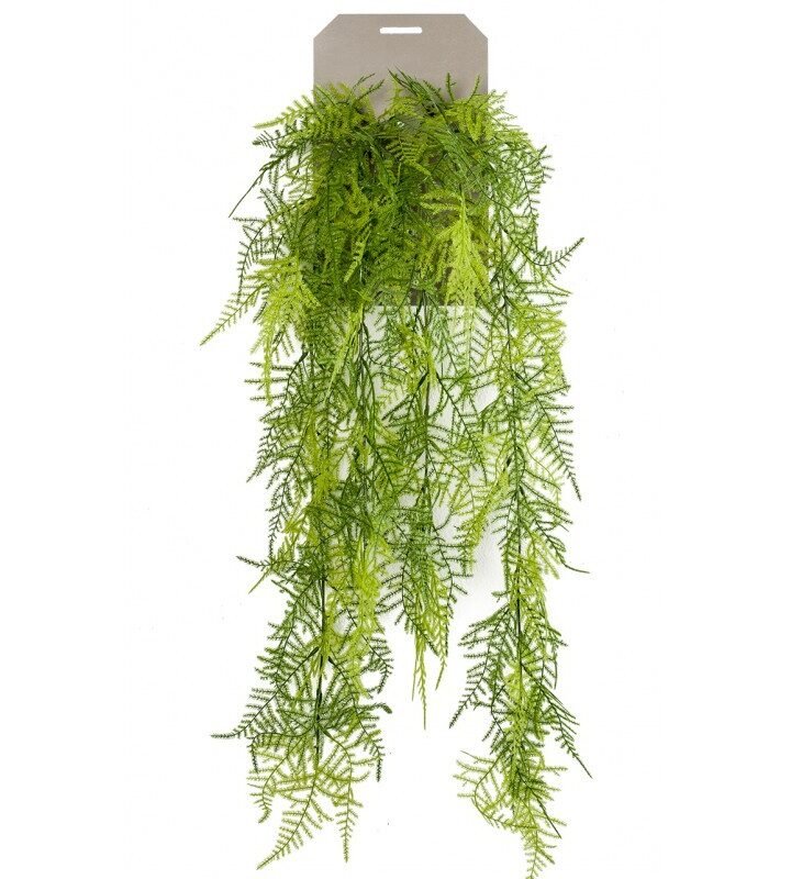 Planta Colgante HELECHO PLUMOSO