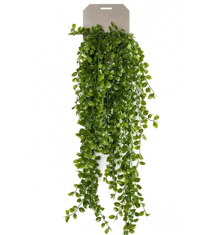 Planta Colgante FICUS PUMILA (6 uds)
