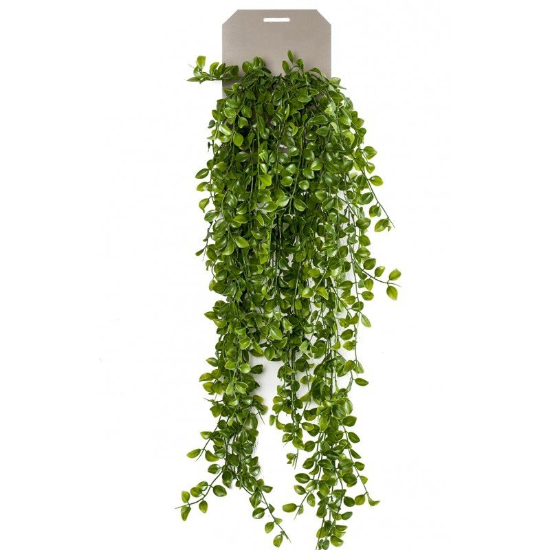 Planta Colgante FICUS PUMILA (6 uds)