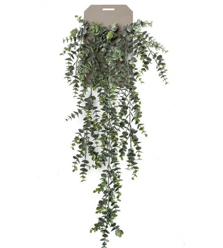 Planta Colgante EUCALIPTO (6 uds)