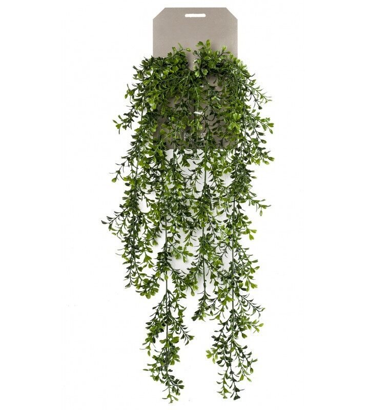 Planta Colgante BOJ (6 uds)