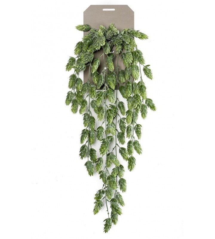 Planta Colgante LÚPULO (6 uds)