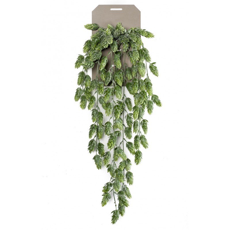 Planta Colgante LÚPULO (6 uds)