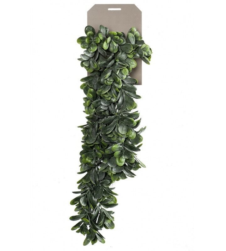 Planta Colgante CRASSULA OVATA (6 uds)