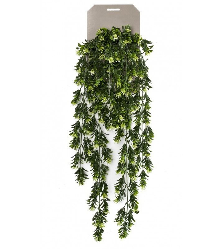 Planta Colgante BOJ con bayas (6 uds)