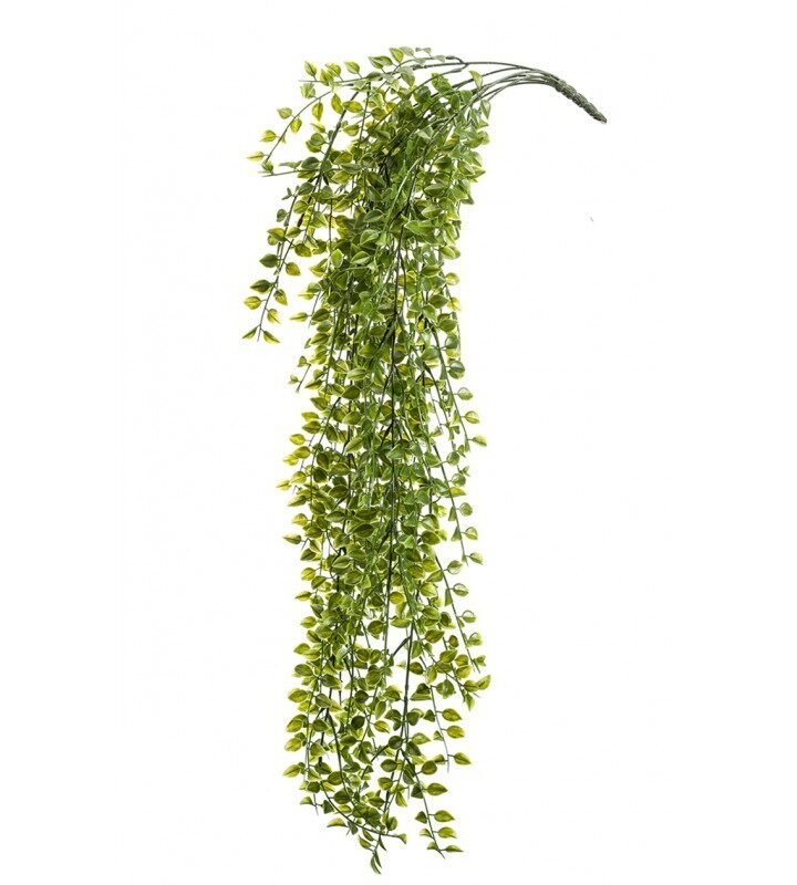Planta Colgante Exterior FICUS PUMILA