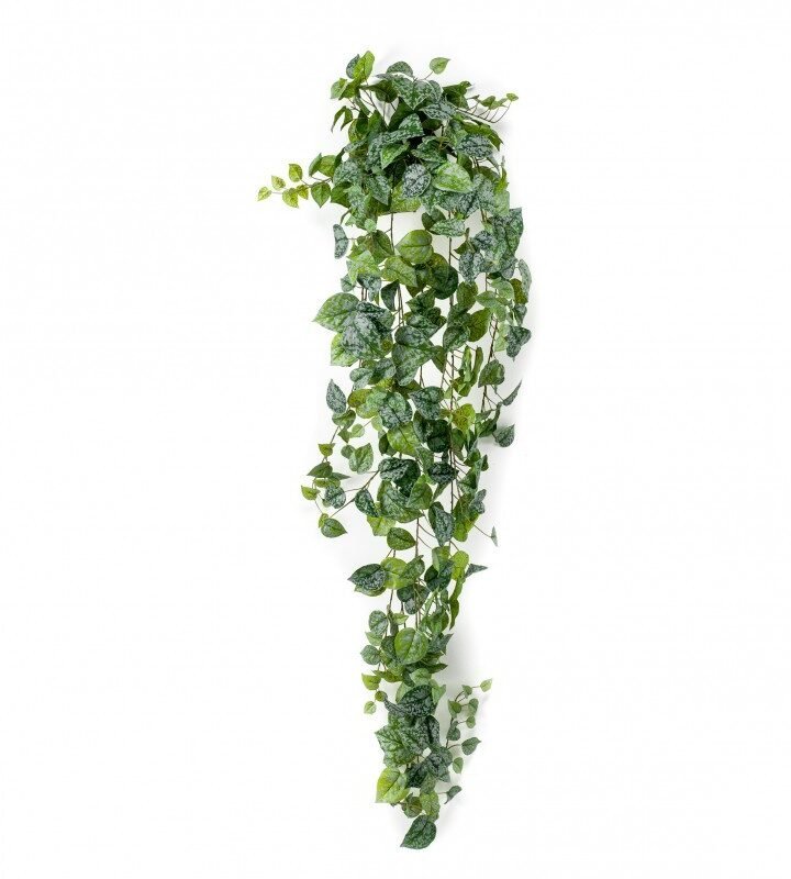 Arbusto Colgante SCINDAPSUS PICTUS