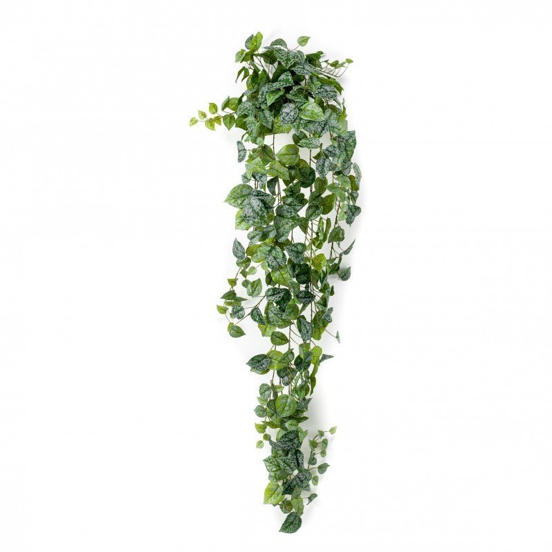 Arbusto Colgante SCINDAPSUS PICTUS