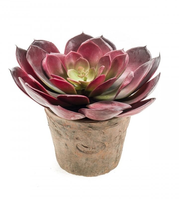 ECHEVERIA PELUSIDA BUSH (3 uds)