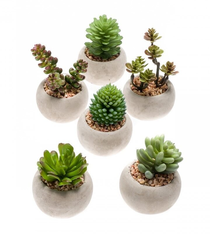 Conjunto de 6 SUCULENTAS (2 conjuntos)