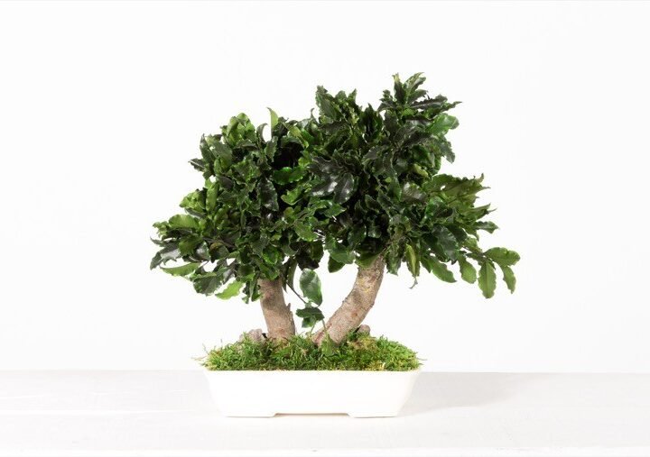 Bonsai Tobira / Tenuifolium