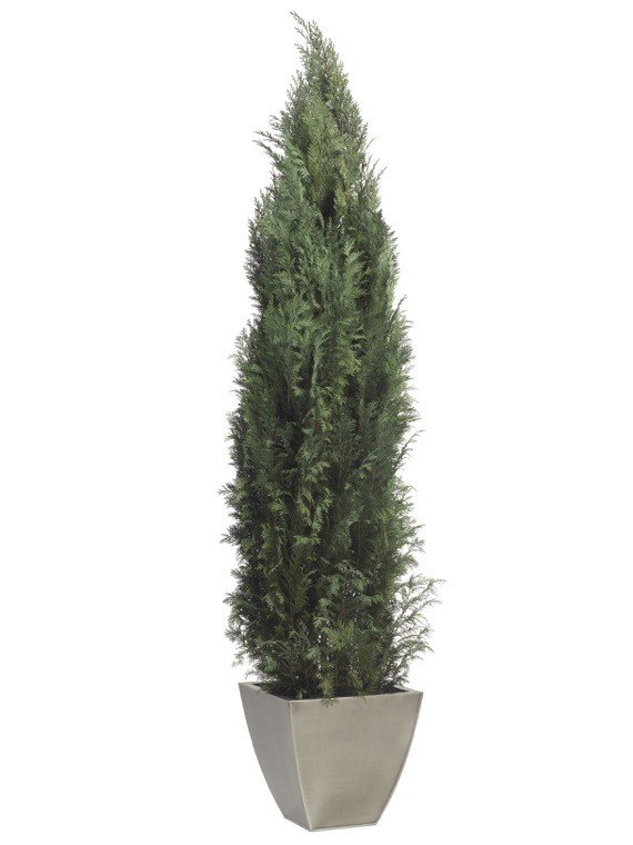 Conifer Columnaris / Stardust