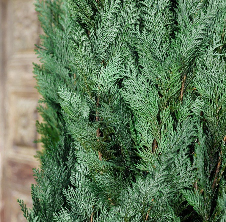 Conifer Columnaris / Stardust - Imagen 2