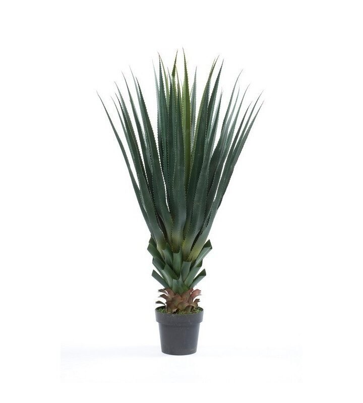 Planta AGAVE PANDORA