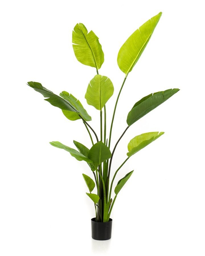 Árbol STRELITZIA NICOLAI