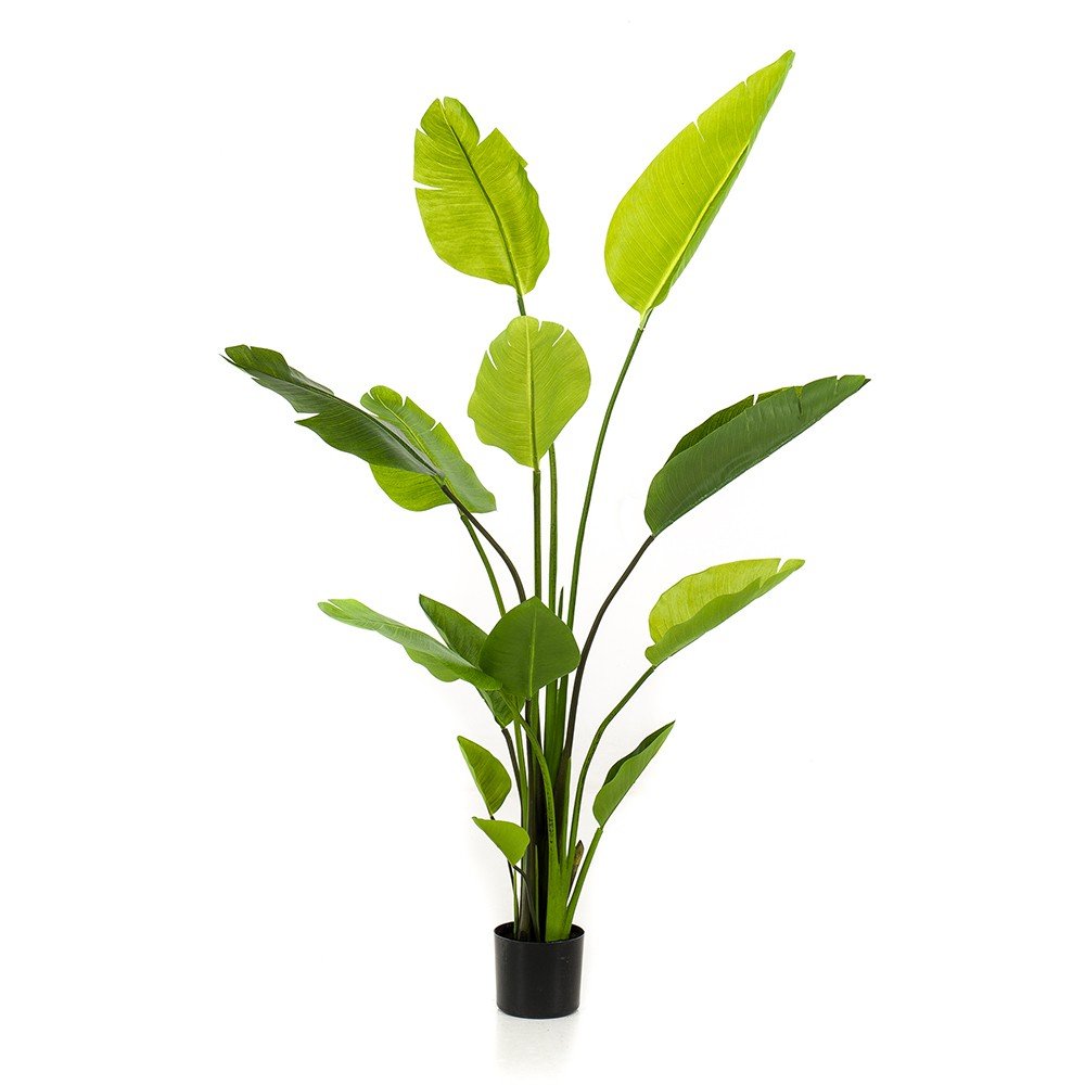 Árbol STRELITZIA NICOLAI