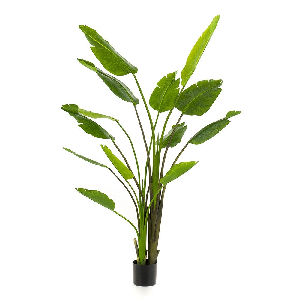 Árbol STRELITZIA NICOLAI - Imagen 2