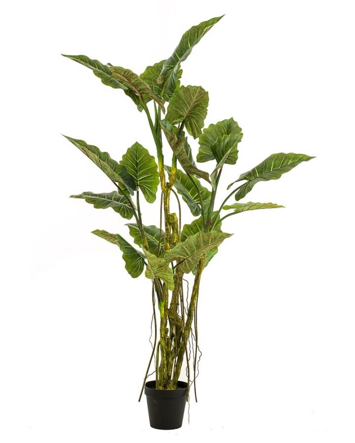 Árbol COLOCASIA
