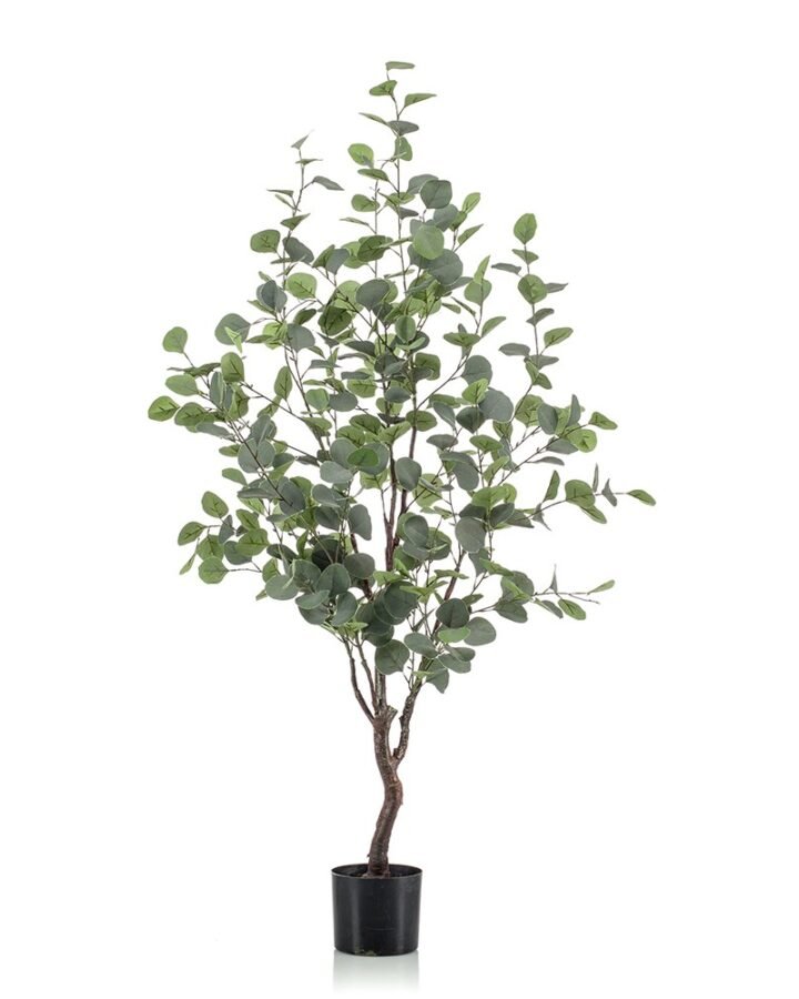 Árbol EUCALYPTO