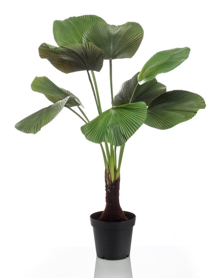 Palmera LICUALA