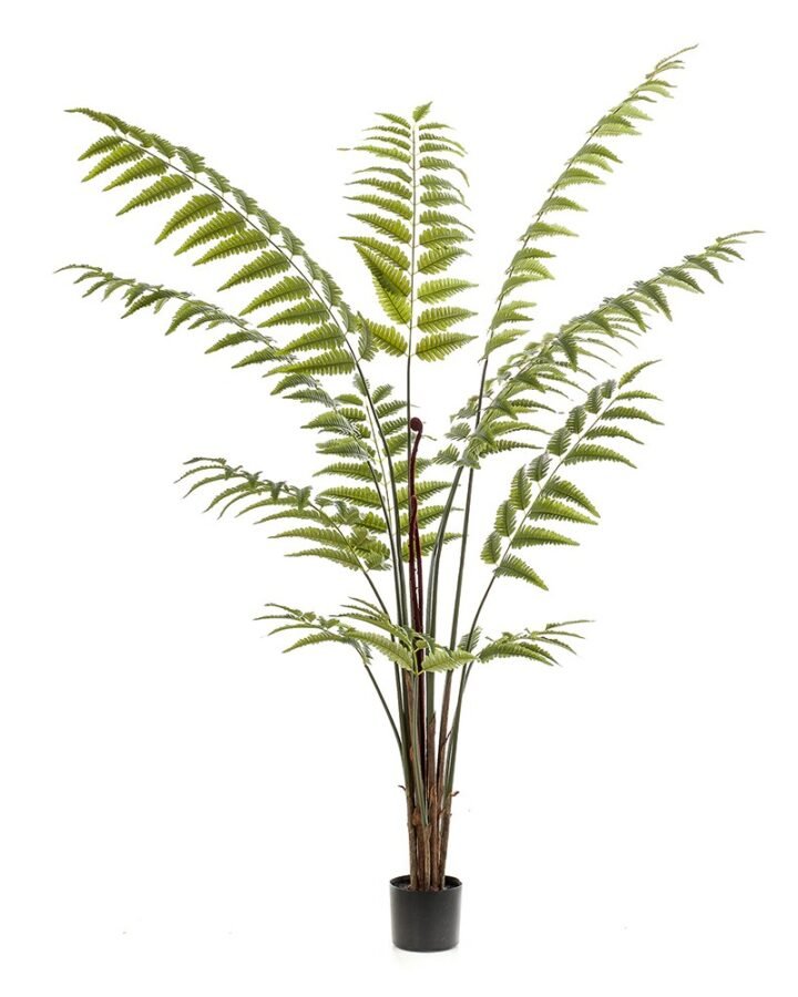 Árbol FERN GREEN