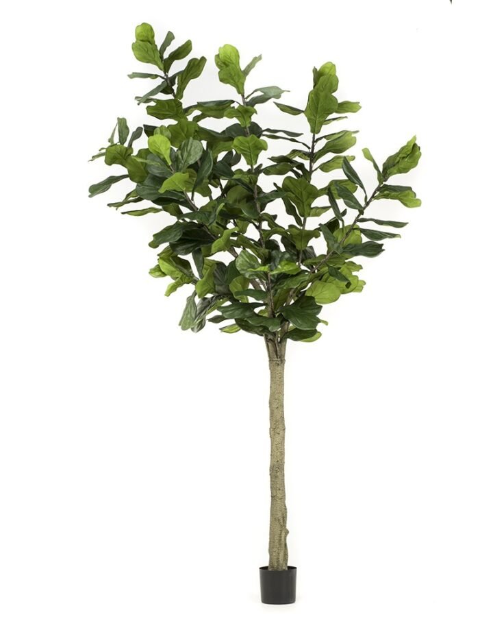 Árbol FICUS LYRATA ALTO