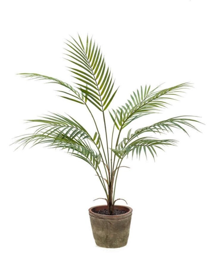Planta CHAMAEDOREA