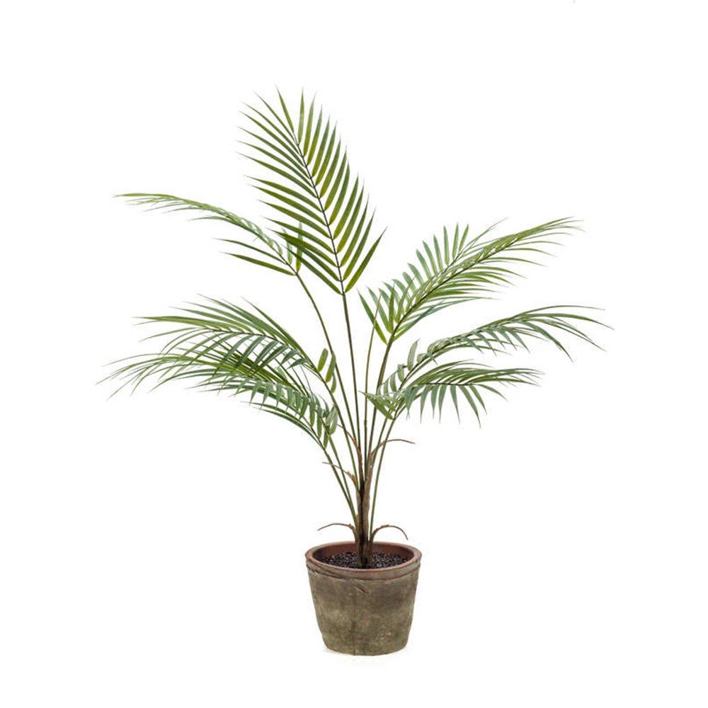 Planta CHAMAEDOREA