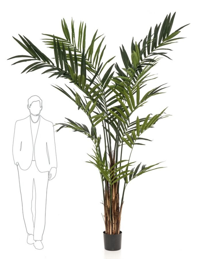 Árbol KENTIA MAXI