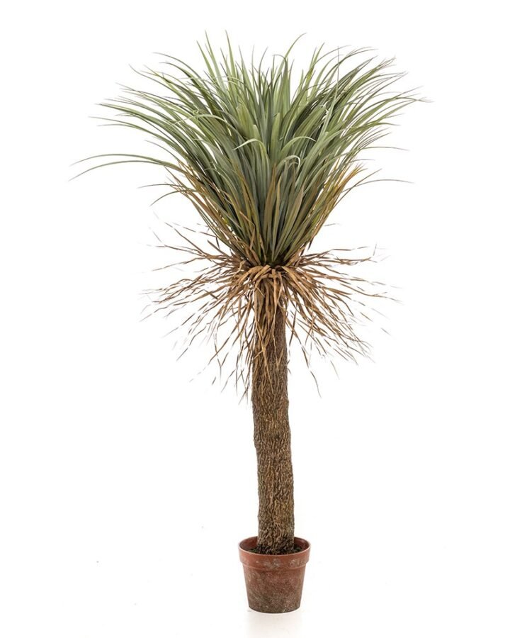 Árbol YUCCA ELEGANT SALVAJE