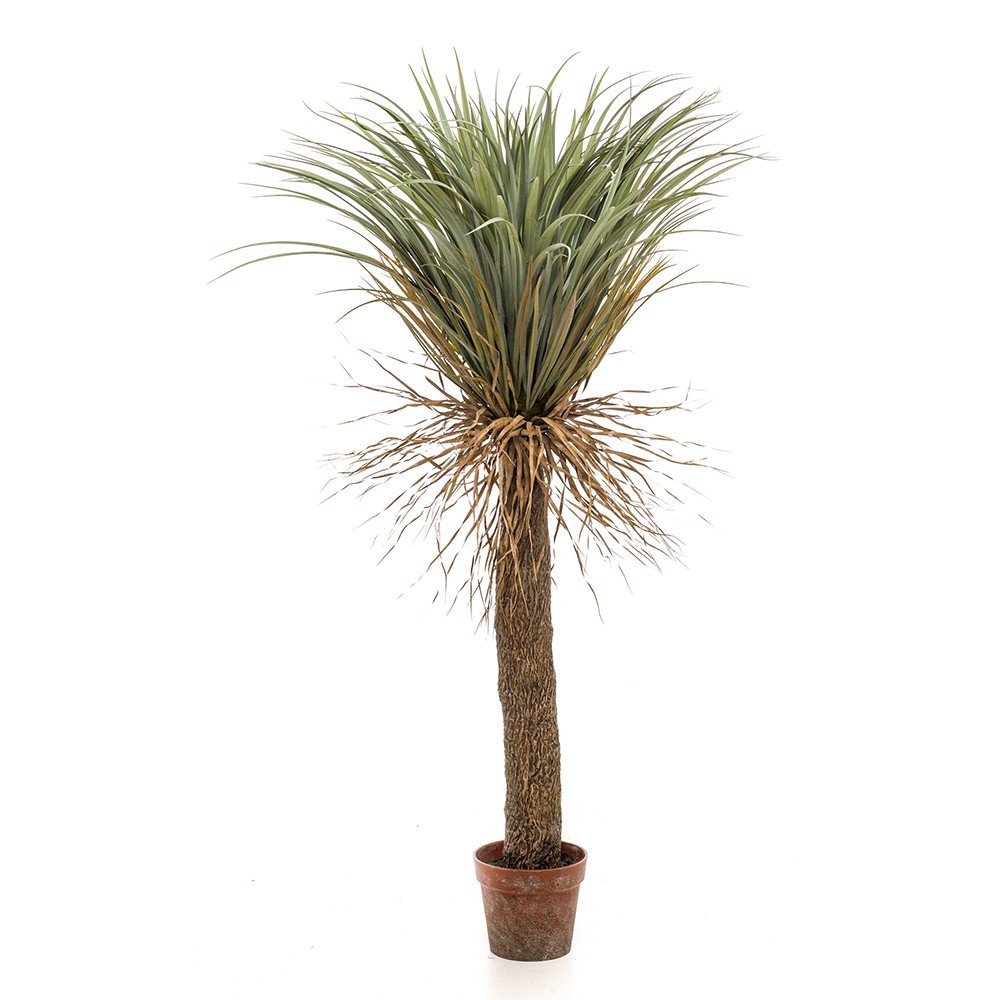 Árbol YUCCA ELEGANT SALVAJE