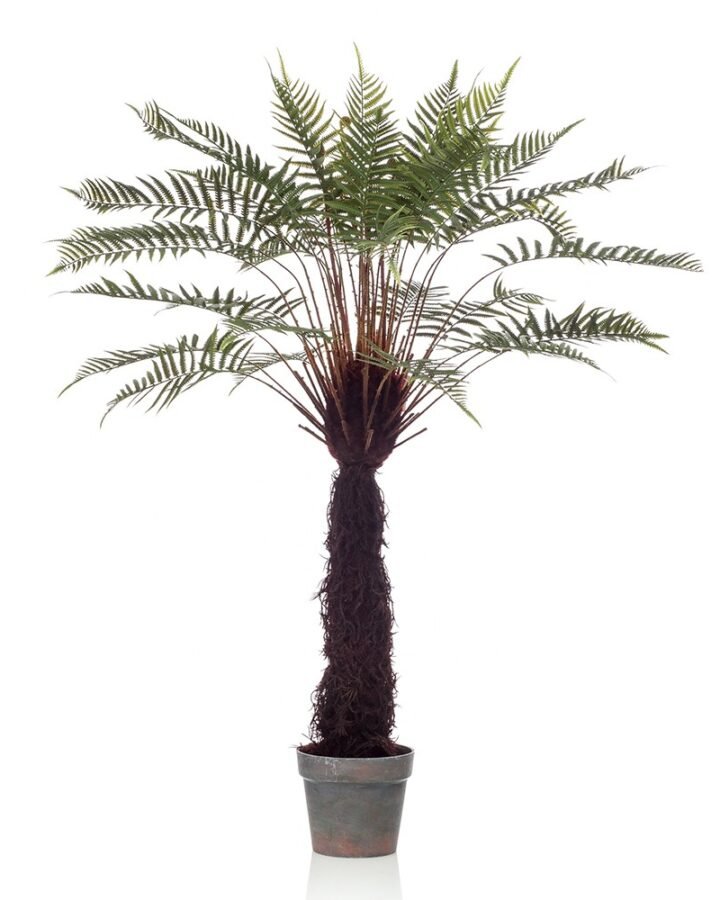 Árbol DICKSONIA EXOTIC