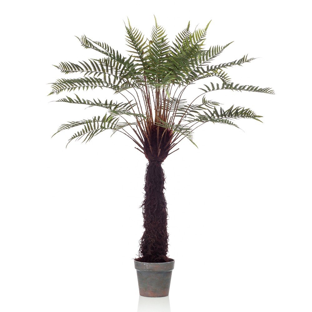 Árbol DICKSONIA EXOTIC