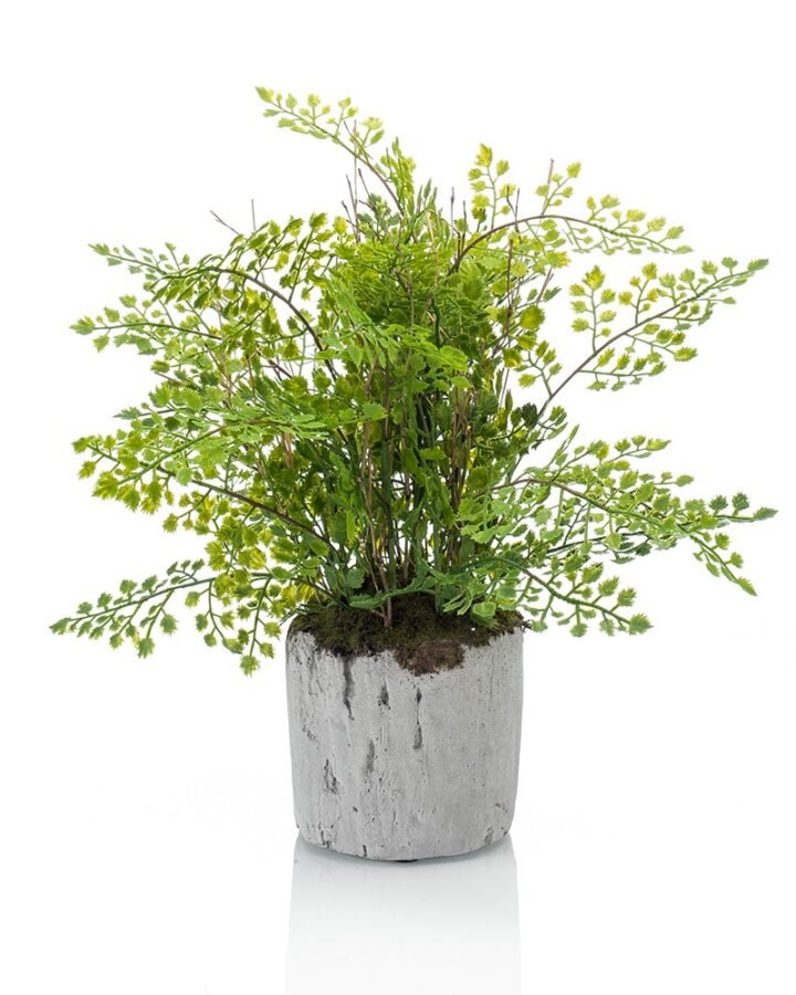 HELECHO ADIANTUM